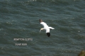 farne islands. bempton cliffs-26